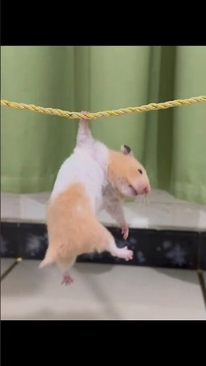 #cutepets #hamster