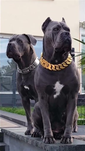 These Black and Brindle Cane Corsos Are Insane 🔥 (Power & Presence)