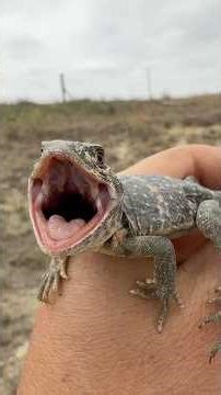 Colorful Snakes and Big Lizards Under Rocks! Kansas Spring Herping