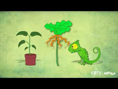 QUÉ NECESITAN LAS PLANTAS PARA VIVIR