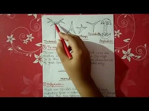 skeleton in sponges || notes explain