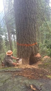 38K views · 165 reactions | Lumberjack Escapes as Tree Splits During Cut | Amazing Videos | Facebook