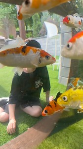 69K views · 1.1K reactions | A Koi’s Eye View  #koi #japanesekoi #koipond | Ed The Pond Professor | Facebook