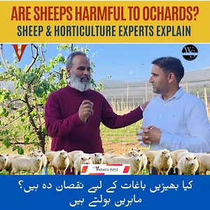 345K views · 2.2K reactions | Apple Pollination pe Sheep ka kya asar hota hai? SKUAST-K Scientists Dr Tariq Rasool & Dr Parvaiz Reshi discuss the important issue. | The Varmul Post | Facebook