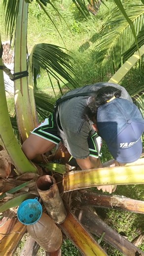 6.2K views · 128 reactions | Harvest time  | Jonathan Poroy Macarisa | Facebook