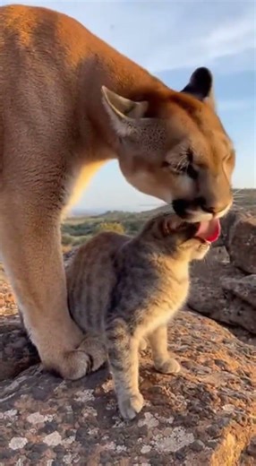 Puma Licks Cat — Cutest Wild Friendship Ever 🐆🐱❤️