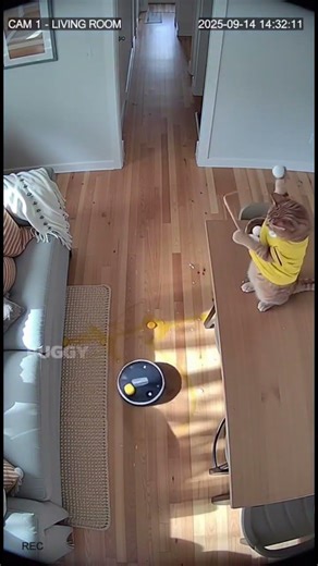 The chubby orange cat doesn't like this robot vacuum cleaner. #funny #cat