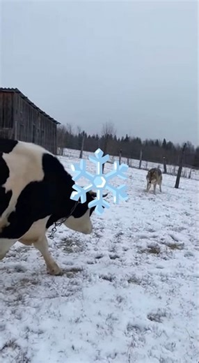 ❄️ Cow VS Wolf at the farm • Winter battle ❄️ #trend