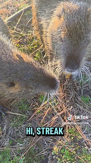 Exploring the Fascinating World of Rats and Nutria