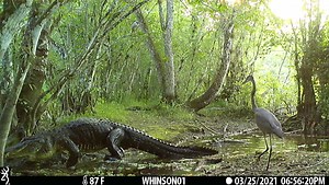 American alligators (Alligator mississippiensis) are ecosystem engineers, and are also considered a keystone species. An ecosystem engineer is an organism that creates, significantly modifies, maintains, or destroys a habitat. A keystone species is an organism on which other species in an ecosystem largely depend, and if the keystone species were removed, the ecosystem would change drastically. With Tropical Depression Fred heading our way, we thought it would be a perfect time to introduce you 