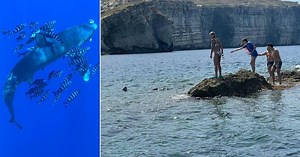 Watch: Shark circles swimmers in Gozo