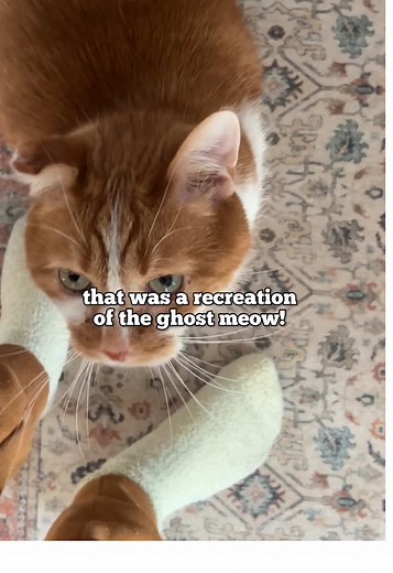 Funny Ghost Cat Videos: The Ghost Meow Returns!