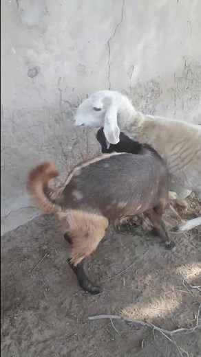 Male Goat And Sheep