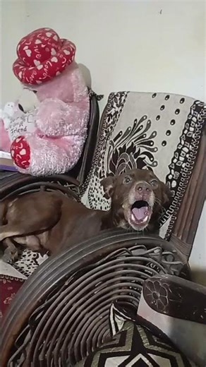 #anantrastogi #shortsvideo #siva