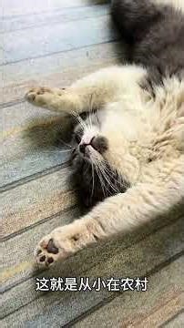 Crazy Cat Moves: Unleashing the Quirky Side of Feline Fun