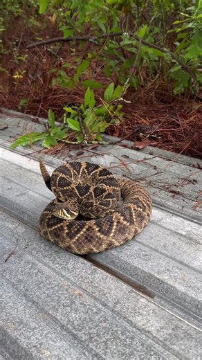 A few of my favorite videos from 2025 ! #fyp #Alabama #rattlesnake #snakes