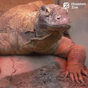 6.5K views · 293 reactions | Matchmaking for dragons! Our Komodo dragon Boga will temporarily move to the San Antonio Zoo in May to be matched with a female Komodo, as part of a recommendation from The Association of Zoos and Aquariums (AZA) Species Survival Plan® (SSP). | Houston Zoo | Facebook
