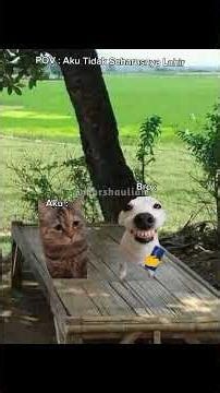 Kira kira apa ya rencananya #short #fyp #memes #mem #memecat #memekucing #fypage