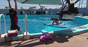 ▶️ Dolphin Tale - Behind the Scenes