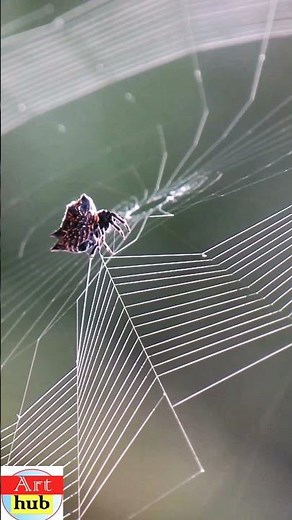 Spider Spinning Its Web - Close-Up # Amazing spider # Beautiful Spider Web Build Time-lapse #shorts