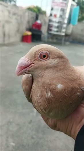yellow recessive going 3months old ungender #homer #pigeon #pigeonhouse #homerpigeon #pigeonbreed