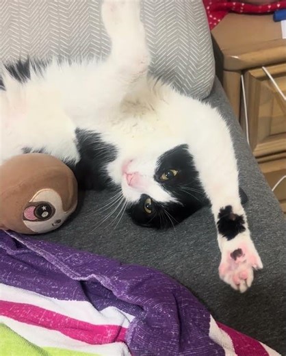 Cruel cat embraces sloth then casts a devastating spell.