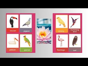 different type of birds with their fascinating names