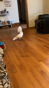 19K views · 508 reactions | Dancing cockatoo #crazy #dance #feelinggood #parrotsoftiktok | Busterrthecockatoo | Facebook
