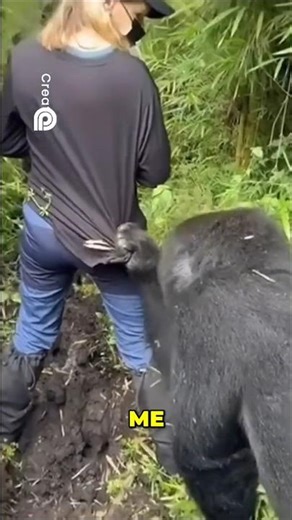HUMANS AND GORILLAS TOGETHER... THIS WOULD HAPPEN