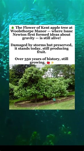 Isaac Newton's Apple Tree Still Standing After 350+ Years #isaacnewton #gravity #appletree