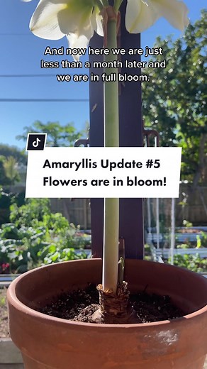 Our White Nymph Amaryllis is in full bloom! These bulbs are so easy and fun to grow. Will you grow Amaryllis in your garden? After the flowers die back, cut off the stem and leave the leaves to re-energize the bulb for next year. Amaryllis can be grown in both containers or in the ground. #edenbrothers #amaryllis #flowergarden #flowergardening #gardeningknowhow #gardening101