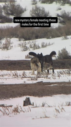 Lots of questions about this “mystery” female — and sometimes it really is just that… a mystery. 🙂 This little lady showed up alongside some males from the Junction Butte pack. This time of year, that’s not unusual. Hormones are high and wolves are on the hunt for a mate. She was in estrus, and the males were desperate for her attention. Female wolves can’t simply join an established pack. Packs are extremely territorial, and the lead female of Junction Butte, 1385F, was not thrilled about anot