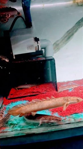 set up my tank polypterus bichir