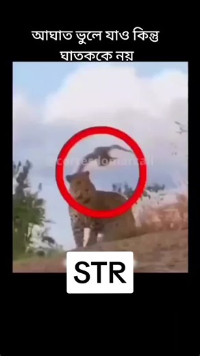 Leopard Movement in Natural Habitat: A Visual Journey