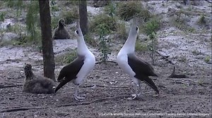 8.7K reactions · 2.5K shares | Albatrosses and petrels are some of the most endangered birds on our planet. Spending most of their lives on the open oceans, these birds too often die tragic deaths after becoming hooked on fishing lines and drowning. Urge your members of Congress to support international cooperation to save these imperiled species. | National Audubon Society | Facebook