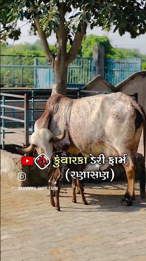 Kuvarka dairy farm - ranasan