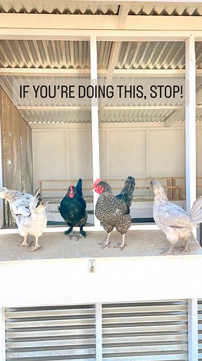 Tip of the day! | The Chicken School