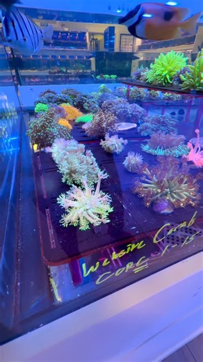 3 comments |  Happy Sunday, Reef Lovers!  We’ve got tons of...