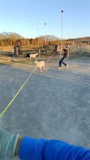 Goat Roping #Jesus #classicropes