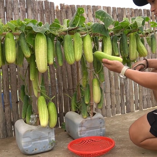 Growing Cucumbers in Plastic Bins The Secret to Increasing Productivity in Your Home Garden | H&H Gardening Tips