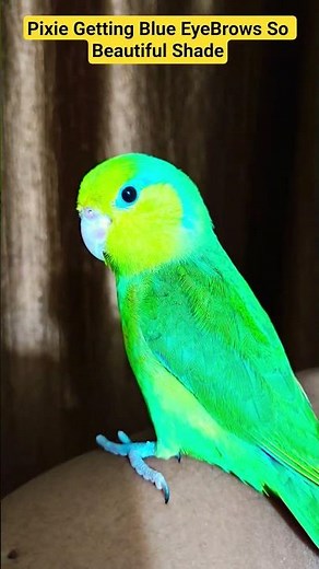 Pacific Parrotlet Now getting true colors blue shade is awesome #birds #parrotlet #cute
