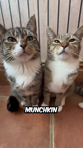 Munchkin Family Pet Costume Contest — Who Wore It Best?