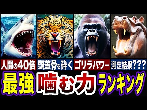【衝撃】噛む力が最強の動物たちが凄すぎる…!!最強の咬合力ランキングTOP5【ゆっくり解説】