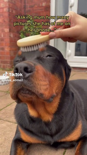 Funny Rottweiler Memes Compilation