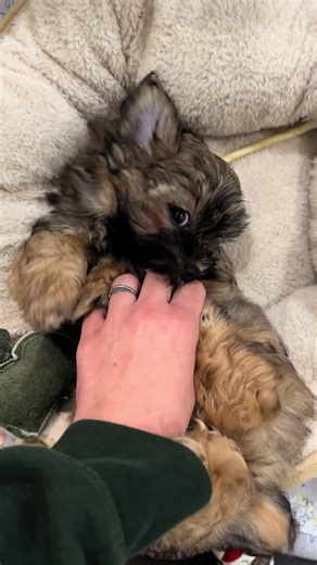 Almost 11 weeks old 🥹 #shorkie #fyp #puppytiktok