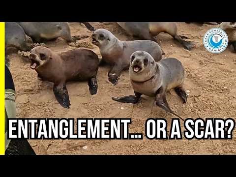 Proof That Rescues Work!