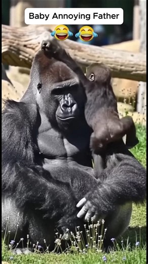 #gorillalove #gorilla #silverbackgorilla #funny #zoolife #gorillababybond #funnyanimals