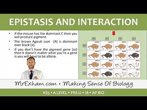 Inheritance Pt4 - Epistasis and interaction - Post 16 Biology (A Level, Pre-U, IB, AP Bio)