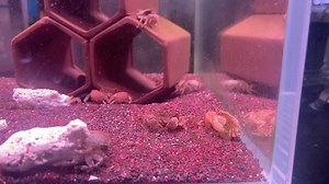 Pom Pom crab feeding time | Simply Aquatics