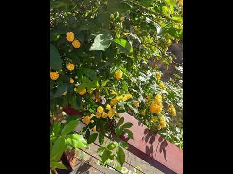 dissonant but upbeat jazz playlist for a winter day